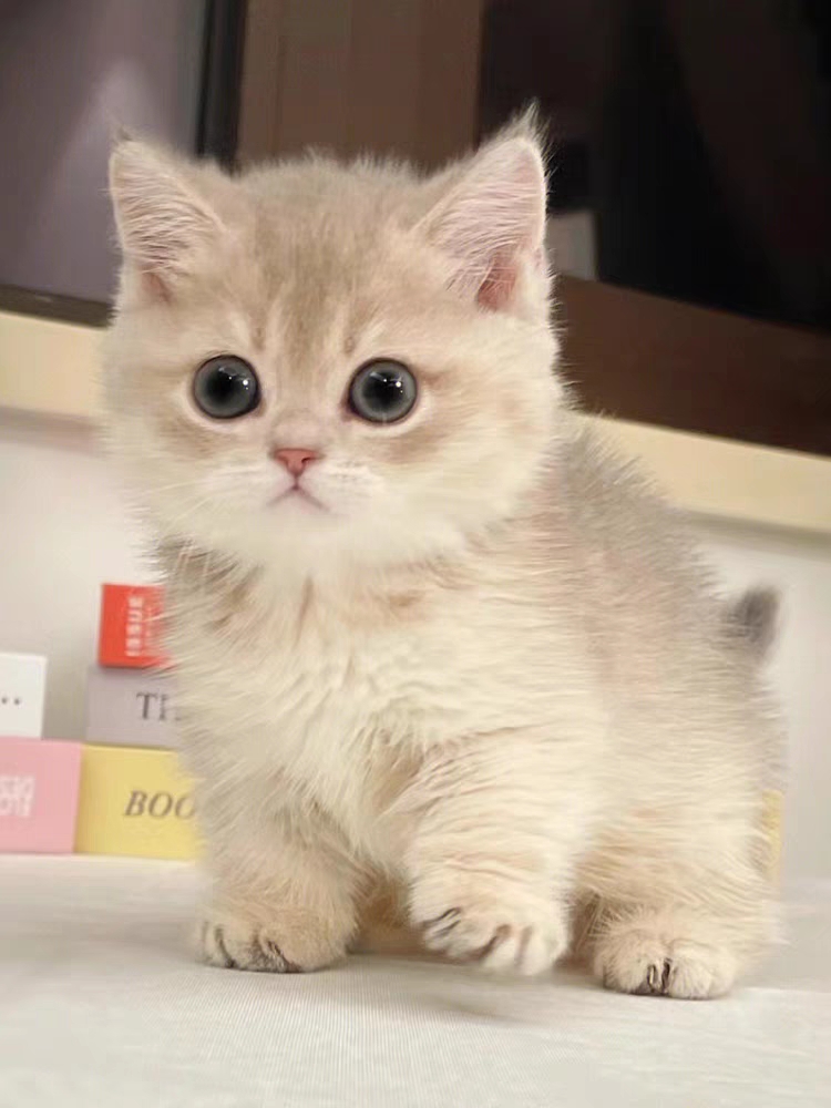 猫舍直销,批发价出售,曼基康矮脚猫
